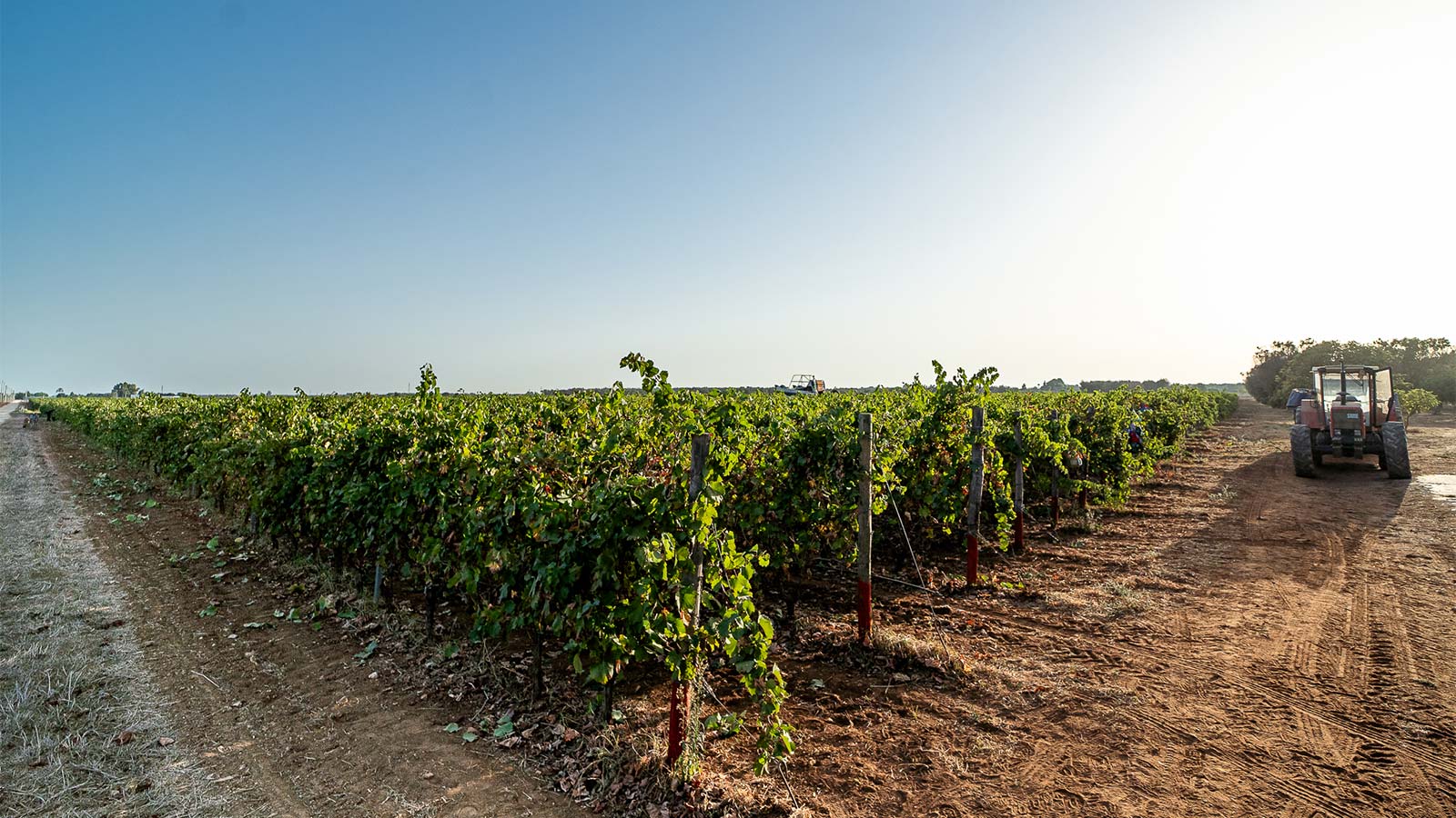 titol Vineyards - Tenute BellaMarina