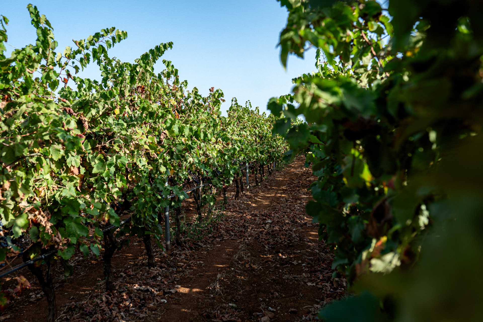 titol Divine Journey - Tenute BellaMarina