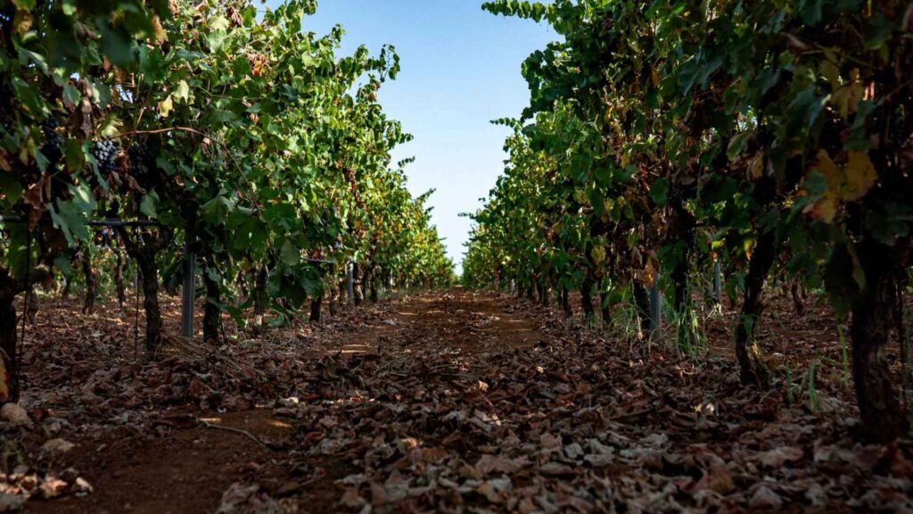 titol Tours & Tastings - Tenute BellaMarina