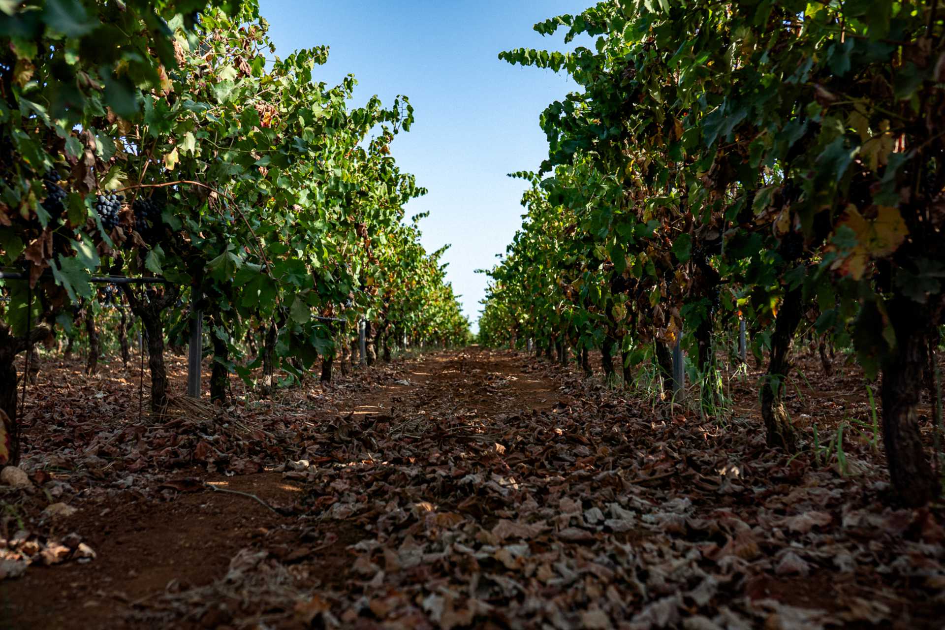 Vineyards 2 Tenute Bellamarina